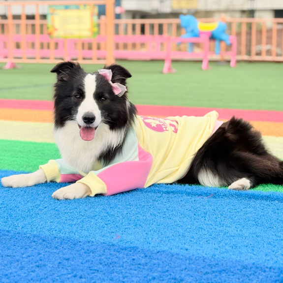 Retro Striped Dog Sweater – Full-Body Long-Sleeve Pullover for Large Dogs | HoppePet
