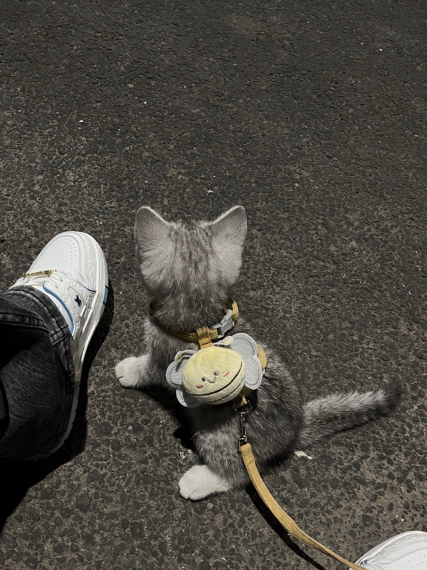 Little bee leash