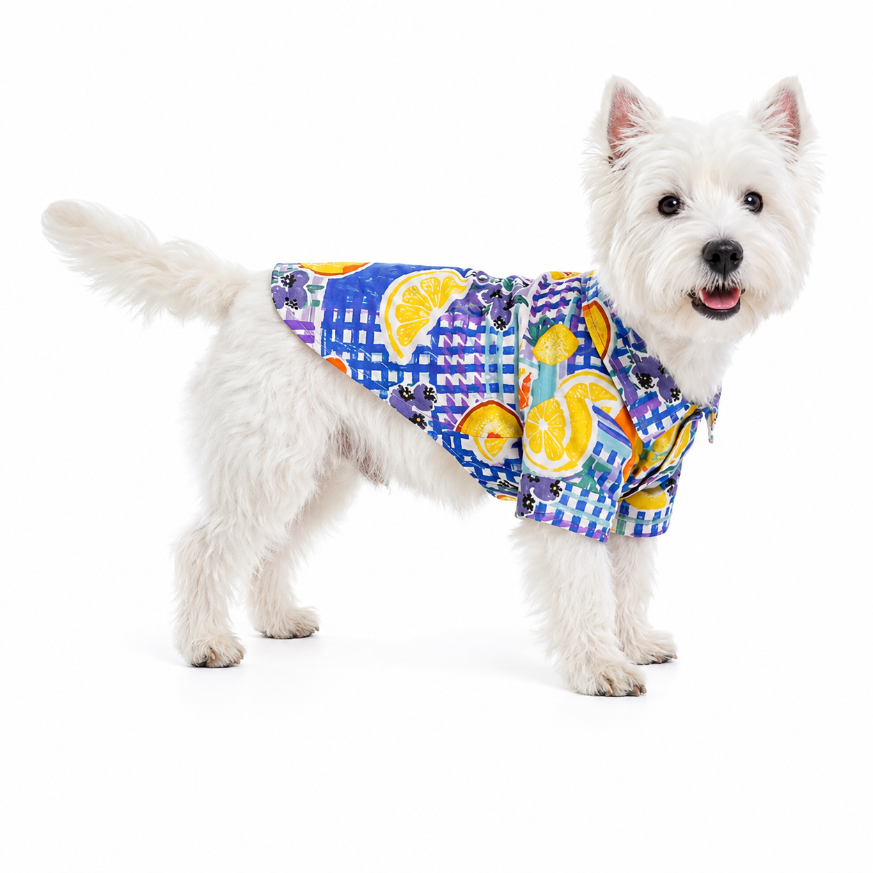 Citrus Hawaiian Shirt for Dogs & Cats – Tropical Summer Beach Shirt with Button-Up Design | HoppePet