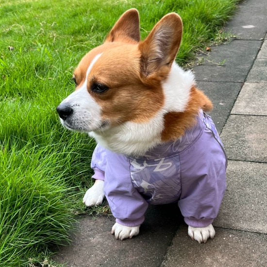 Dog Belly Protector Bodysuit – Waterproof Mud Suit for Corgis, Dachshunds & Short-Leg Dogs | HoppePet