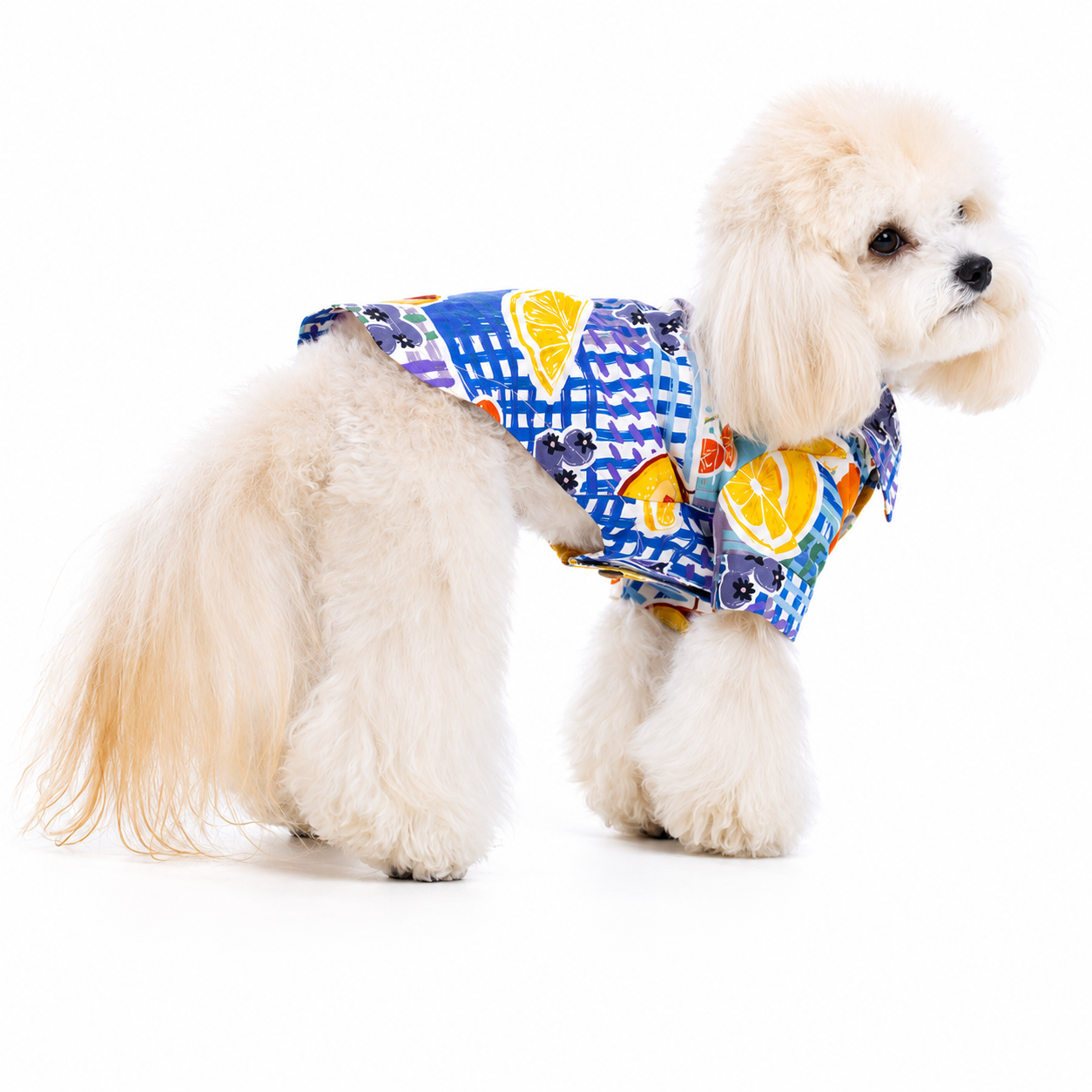 Citrus Hawaiian Shirt for Dogs & Cats – Tropical Summer Beach Shirt with Button-Up Design | HoppePet