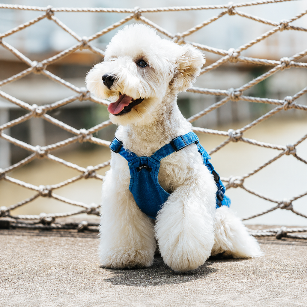 Denim Dog Harness Vest – Adventure Utility Jacket with D-Ring | HoppePet